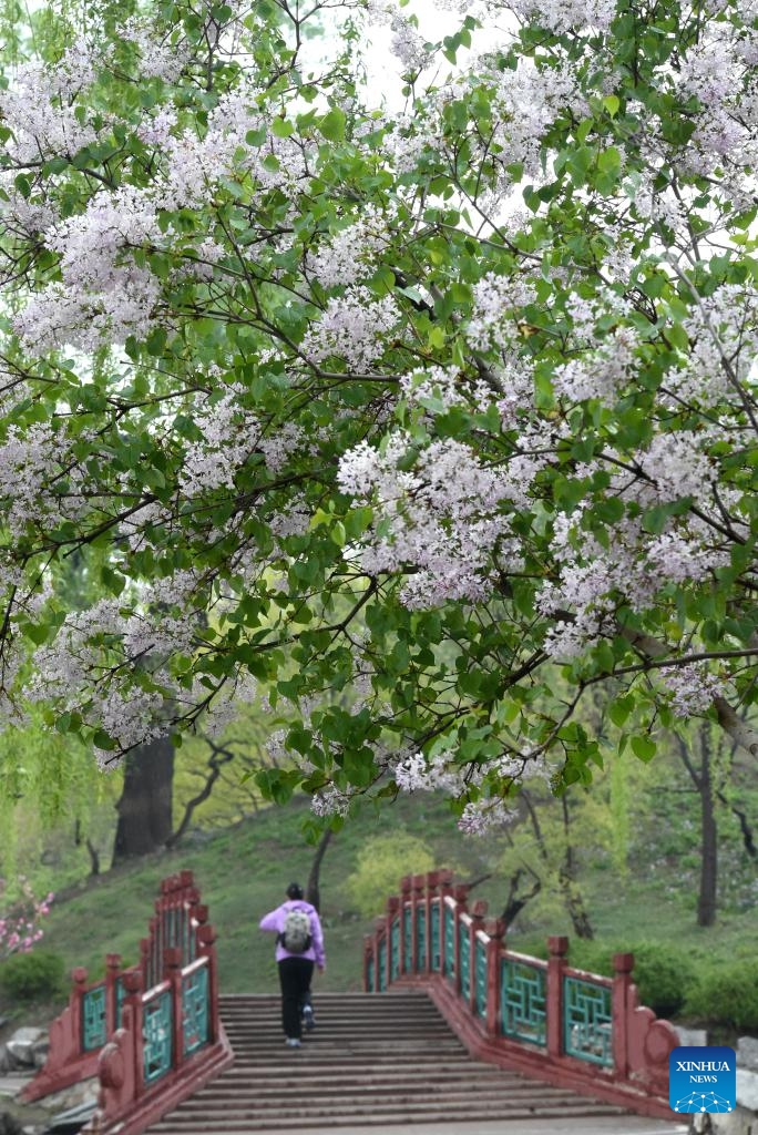 A tourist visits Yuanmingyuan Park in Beijing, capital of China, April 9, 2026. A spring tourism festival featuring immersive cultural and tourism experience kicked off at Yuanmingyuan Park on Thursday. (Xinhua/Luo Xiaoguang)