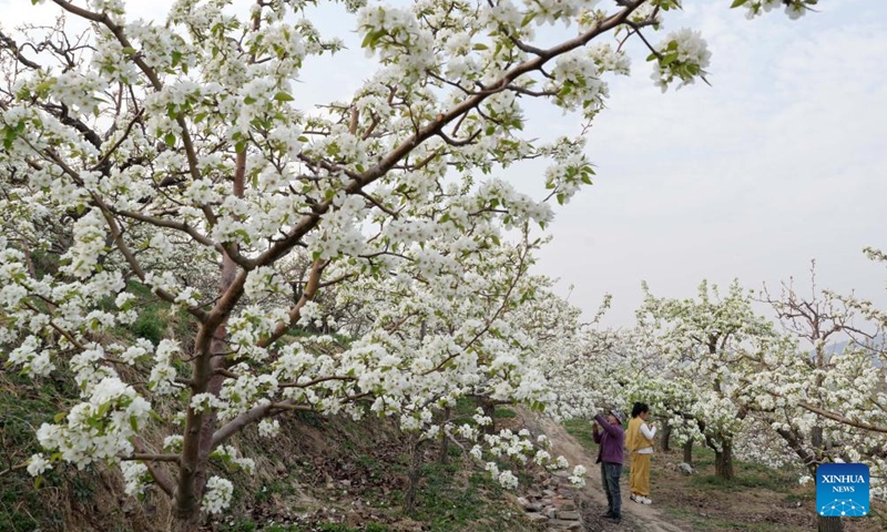 Farmers perform flower thinning on pear trees at a garden in Qian'an City, north China's Hebei Province, April 8, 2026. As pear trees in Qian'an City start to bloom, local farmers are busy performing flower thinning and pollinating work. (Xinhua/Yang Shiyao)

