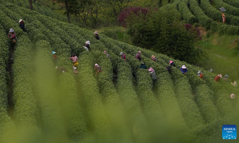 This photo taken on April 8, 2026 shows workers picking tea leaves at a tea garden in Anji County, east China's Zhejiang Province. The white tea in Anji County has currently entered its harvest season. In 2025, the output of white tea in Anji reached 2,630 tonnes, with an annual output value of the tea industrial chain exceeding 7 billion yuan (about 1.02 billion U.S. dollars). The county also recorded more than 5 million tea-related tourist trips last year. (Xinhua/Huang Zongzhi)


