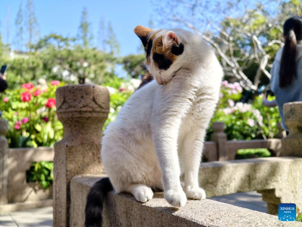 A cat is pictured in east China's Shanghai, April 7, 2026. (Xinhua/Xing Guangli)

