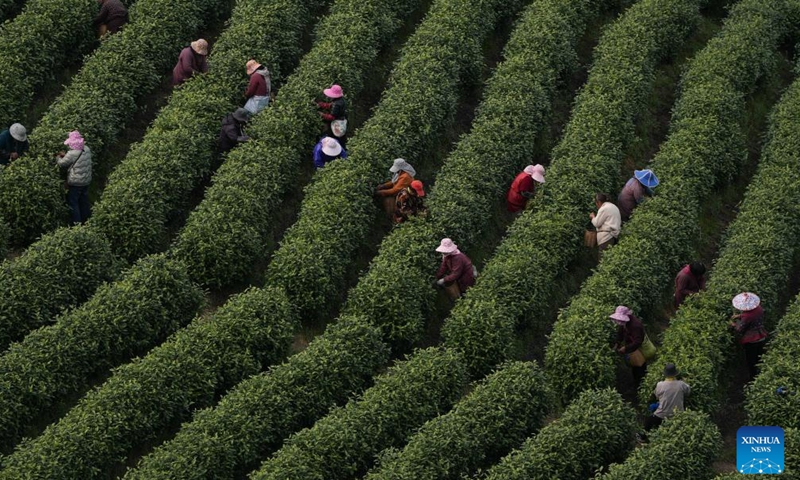 This photo taken on April 8, 2026 shows workers picking tea leaves at a tea garden in Anji County, east China's Zhejiang Province. The white tea in Anji County has currently entered its harvest season. In 2025, the output of white tea in Anji reached 2,630 tonnes, with an annual output value of the tea industrial chain exceeding 7 billion yuan (about 1.02 billion U.S. dollars). The county also recorded more than 5 million tea-related tourist trips last year. (Xinhua/Huang Zongzhi)

