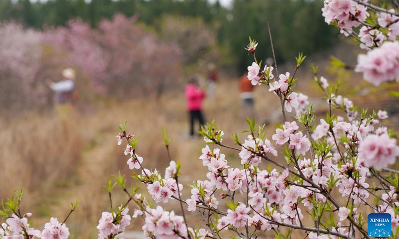 Peach flowers are seen in Shangjiao Village, Zibo City of east China's Shandong Province, April 9, 2026. (Xinhua/Zhu Zheng)

