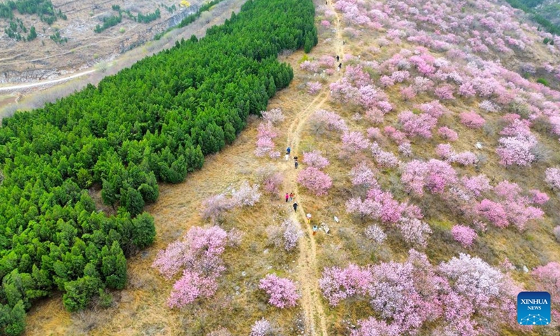 An aerial drone photo taken on April 9, 2026 shows peach trees in Shangjiao Village, Zibo City of east China's Shandong Province. (Xinhua/Zhu Zheng)

