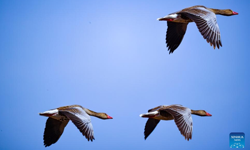 A drone photo taken on April 1, 2026 shows migratory birds frolicking at the Ulunggur Lake National Wetland Park in Fuhai County of Altay Prefecture, northwest China's Xinjiang Uygur Autonomous Region. (Photo by Nurbek Nurman/Xinhua)