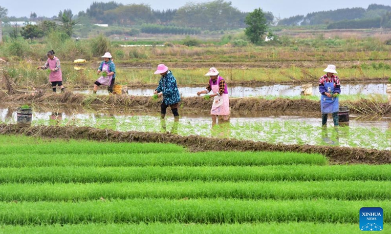 Farmers plant early-season rice in a field in Fuchuan Yao Autonomous County, south China's Guangxi Zhuang Autonomous Region, April 7, 2026. (Photo by Liao Zuping/Xinhua)

