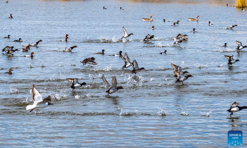 A drone photo taken on April 8, 2026 shows migratory birds frolicking at the Ulunggur Lake National Wetland Park in Fuhai County of Altay Prefecture, northwest China's Xinjiang Uygur Autonomous Region. (Photo by Nurbek Nurman/Xinhua)

