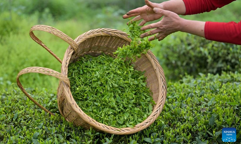 A farmer picks tea leaves at a tea garden in Xuan'en County, central China's Hubei Province, on April 9, 2026. (Photo by Chen Xukai/Xinhua)

