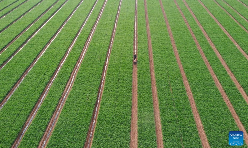 An aerial drone photo taken on April 7, 2026 shows a farmer working on a farmland at Wangqu Town of Qinyang City, central China's Henan Province. (Photo by Yang Fan/Xinhua)

