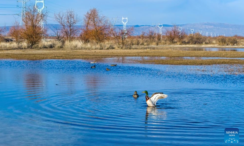 A drone photo taken on April 1, 2026 shows migratory birds frolicking at the Ulunggur Lake National Wetland Park in Fuhai County of Altay Prefecture, northwest China's Xinjiang Uygur Autonomous Region. (Photo by Nurbek Nurman/Xinhua)

