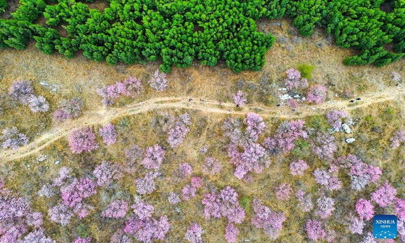 An aerial drone photo taken on April 9, 2026 shows peach trees in Shangjiao Village, Zibo City of east China's Shandong Province. (Xinhua/Zhu Zheng)


