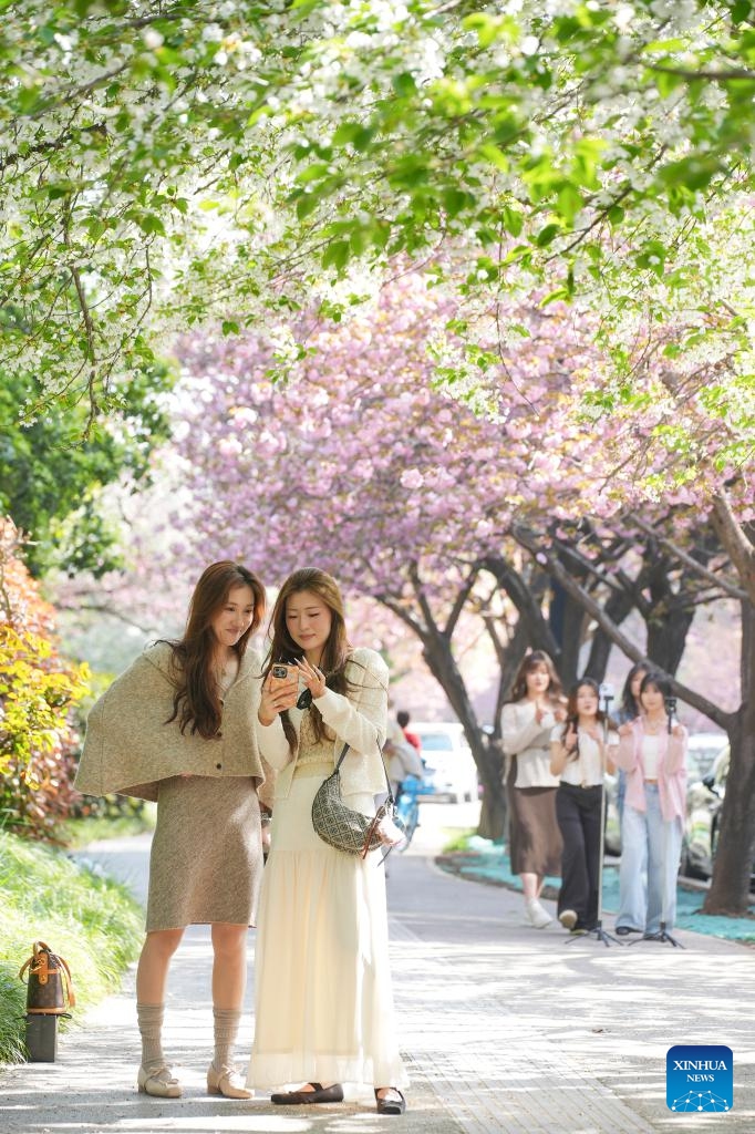 This photo taken on April 1, 2026 shows people taking photos on a road in Xi'an, northwest China's Shaanxi Province. (Xinhua/Shao Rui)


