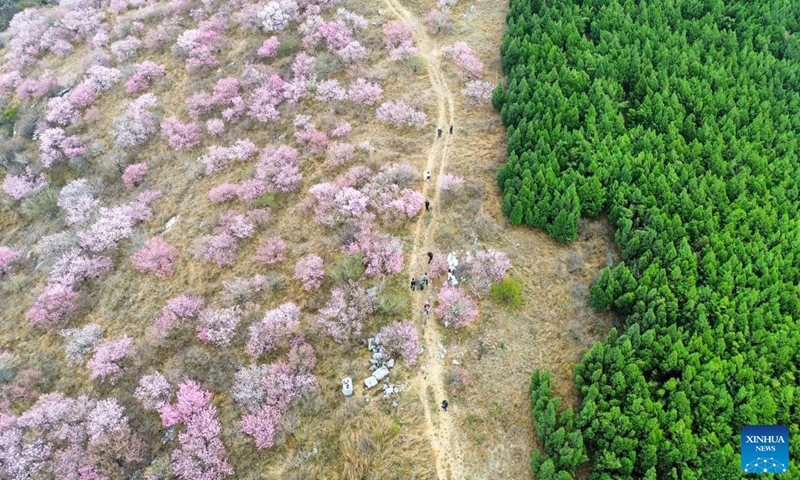 An aerial drone photo taken on April 9, 2026 shows people enjoying peach flowers in Shangjiao Village, Zibo City of east China's Shandong Province. (Xinhua/Zhu Zheng)

