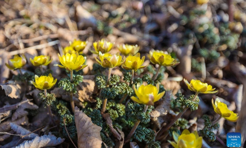 This photo taken on April 8, 2026 shows the scenery on Russky Island in Vladivostok, Russia. (Photo by Andrey Matveenko/Xinhua)