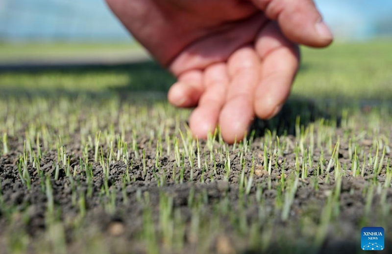 A farmer checks the growth of rice seedlings at a rice cultivating greenhouse of Youyi Farm Co., Ltd. under Beidahuang Group in Shuangyashan, northeast China's Heilongjiang Province, April 9, 2026. Heilongjiang, a major grain-producing area in China, has entered the spring ploughing season for rice. (Xinhua/Wang Song)