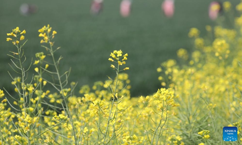 Farmers work in a field in Huangzhuang Town of Wenxian County in Jiaozuo City, central China's Henan Province, April 11, 2026. (Photo by Xu Hongxing/Xinhua)