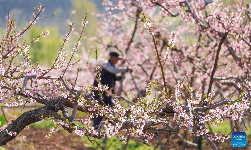 Farmers thin out flowers for peach trees in an orchard in Yukou Town of Pinggu District in Beijing, capital of China, April 11, 2026. (Photo by Liu Mancang/Xinhua)