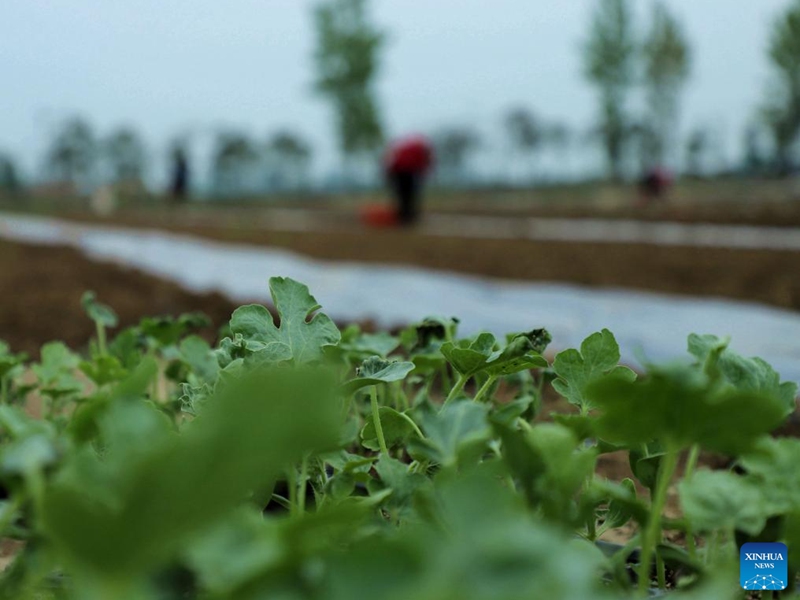 Farmers work in a field in Hongniwan Town of Wancheng District, Nanyang City of central China's Henan Province, April 11, 2026. (Photo by Gao Song/Xinhua)