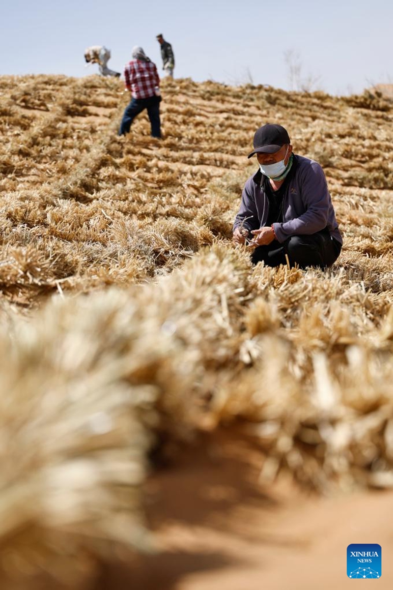 Workers pave straw checkerboard barriers on sand in the Tengger Desert, northwest China's Ningxia Hui Autonomous Region, April 10, 2026. Workers in Zhongwei City are upgrading desert barriers in the Tengger Desert by laying new straw checkerboard barriers to improve desert control efficiency. (Xinhua/Wang Peng)