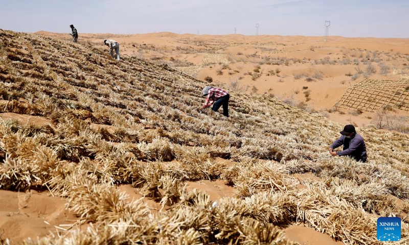 Workers pave straw checkerboard barriers on sand in the Tengger Desert, northwest China's Ningxia Hui Autonomous Region, April 10, 2026. Workers in Zhongwei City are upgrading desert barriers in the Tengger Desert by laying new straw checkerboard barriers to improve desert control efficiency. (Xinhua/Wang Peng)