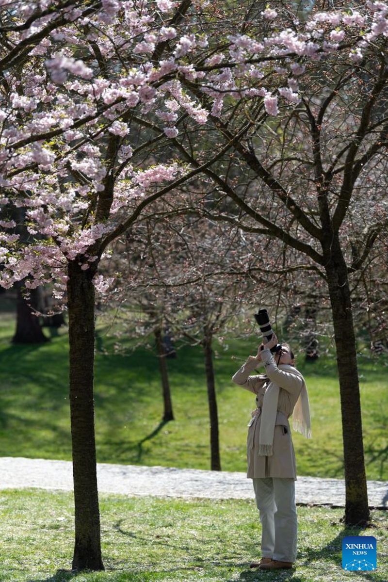 A woman takes photos of cherry blossoms during the Cherry Blossom Festival at the Gardens of the World in Berlin, Germany, April 11, 2026. Around 25,000 visitors are expected to participate in the 18th Cherry Blossom Festival. (Xinhua/Zhang Haofu)