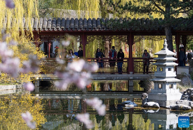 People visit the Chinese Garden during the Cherry Blossom Festival at the Gardens of the World in Berlin, Germany, April 11, 2026. Around 25,000 visitors are expected to participate in the 18th Cherry Blossom Festival. (Xinhua/Zhang Haofu)