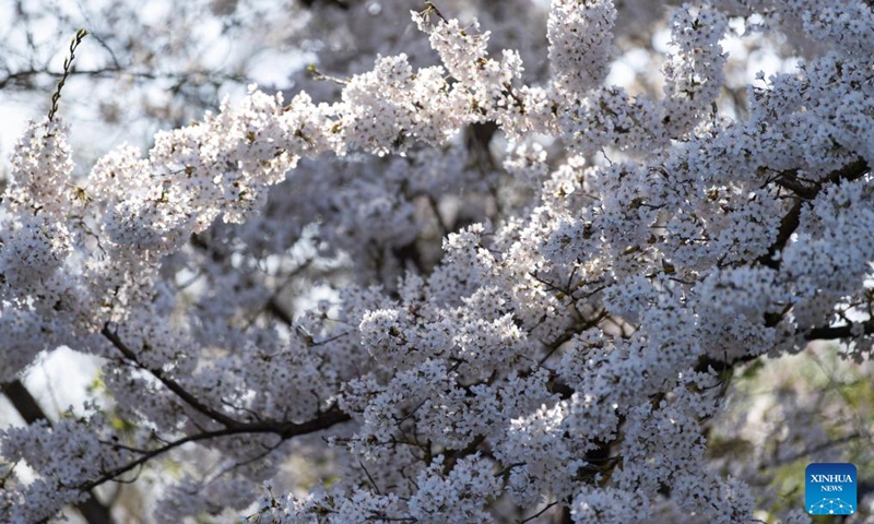 Cherry blossoms are pictured during the Cherry Blossom Festival at the Gardens of the World in Berlin, Germany, April 11, 2026. Around 25,000 visitors are expected to participate in the 18th Cherry Blossom Festival. (Xinhua/Zhang Haofu)