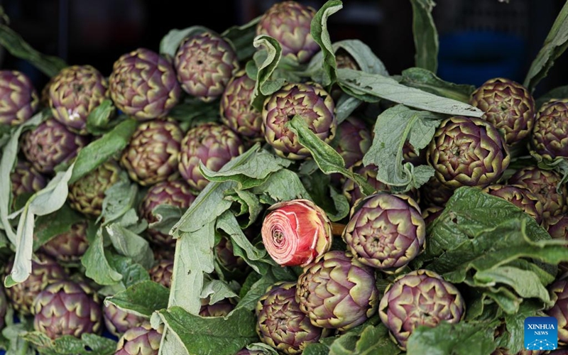 Artichokes are pictured during a Roman artichoke festival in Ladispoli, Italy, April 10, 2026. The annual festival celebrating the harvest of the Roman artichoke kicked off on Friday. (Xinhua/Wang Kaiyan)