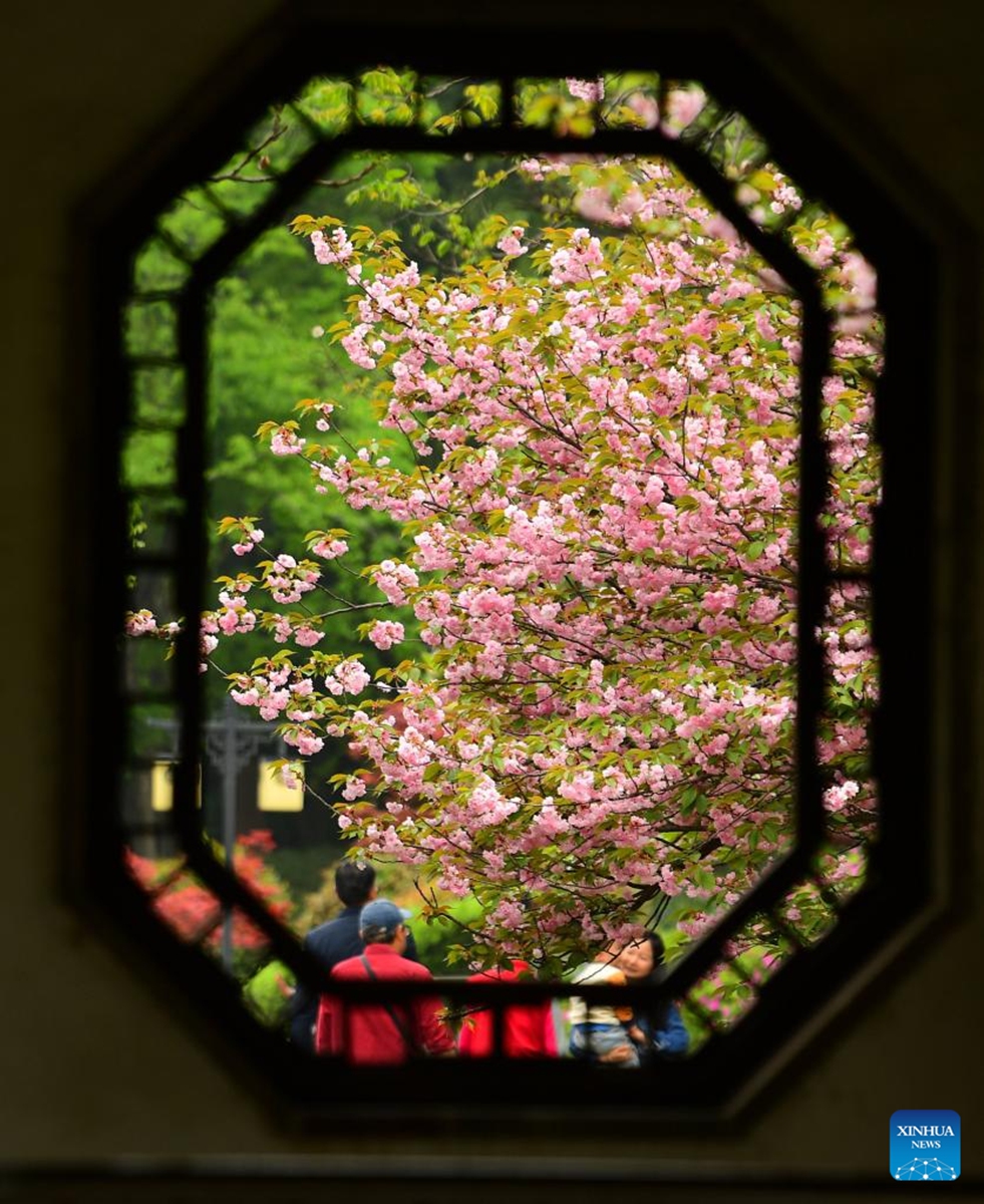 Tourists enjoy flowers at a scenery zone on Wudu Road in Wuxi, east China's Jiangsu Province, April 11, 2026. (Photo by Huan Yueliang/Xinhua)