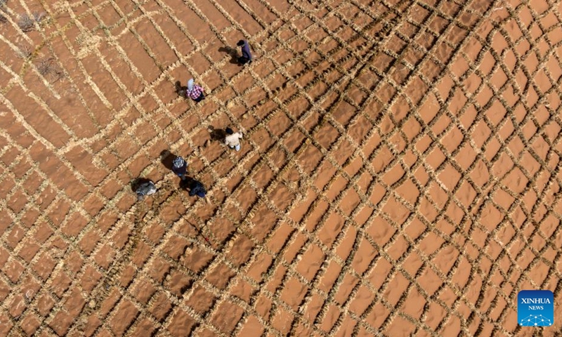An aerial drone photo taken on April 10, 2026 shows workers paving straw checkerboard barriers on sand in the Tengger Desert, northwest China's Ningxia Hui Autonomous Region. Workers in Zhongwei City are upgrading desert barriers in the Tengger Desert by laying new straw checkerboard barriers to improve desert control efficiency. (Xinhua/Yang Zhisen)