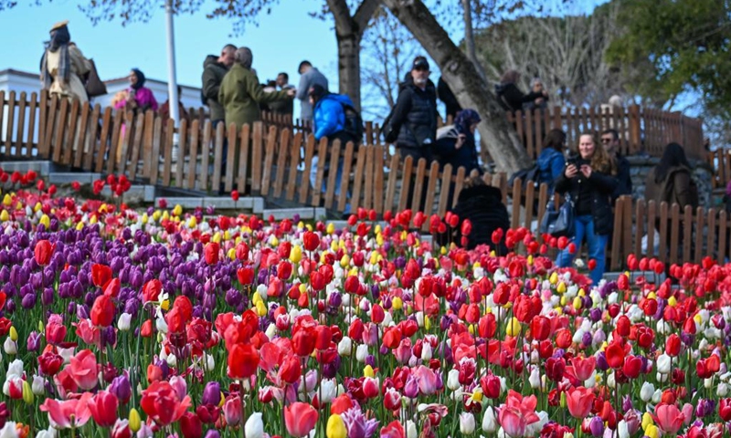 This photo taken on April 11, 2026 shows tulips at Emirgan Park in Istanbul, Türkiye. The annual Tulip Festival is held here in April. (Xinhua/Liu Lei)