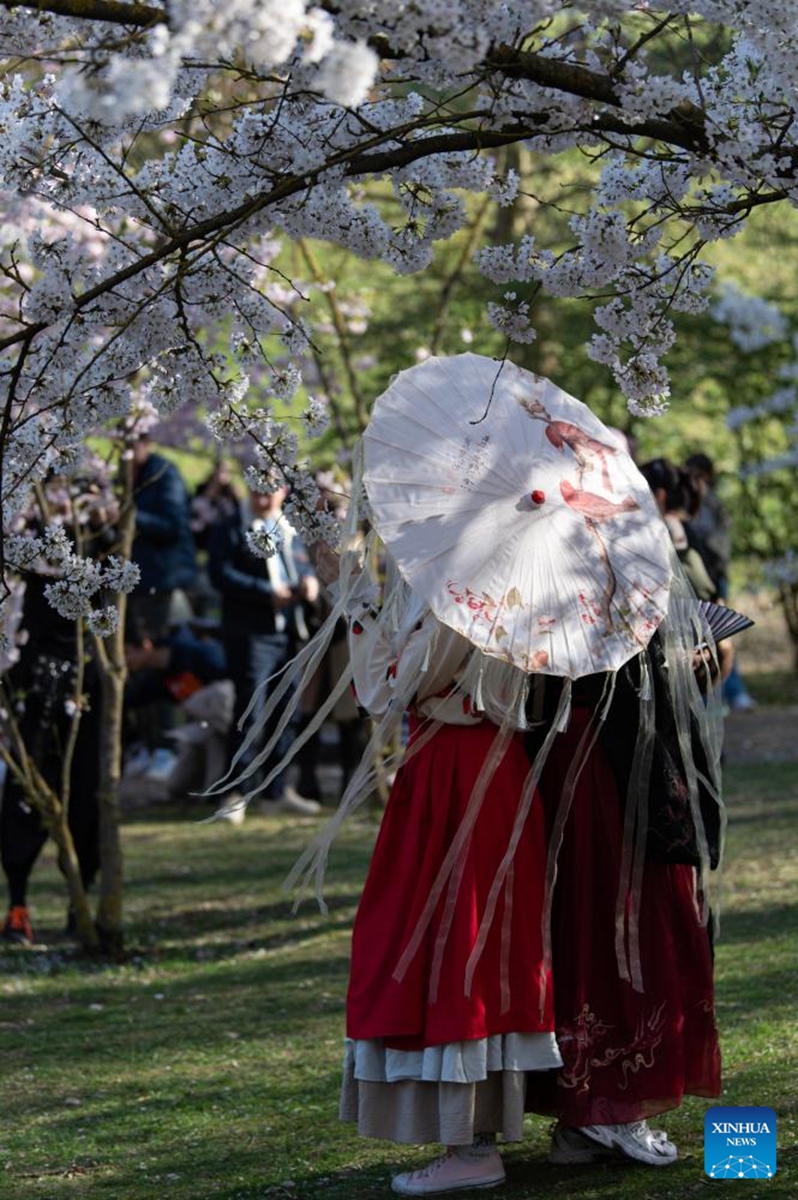 People enjoy themselves under cherry blossoms during the Cherry Blossom Festival at the Gardens of the World in Berlin, Germany, April 11, 2026. Around 25,000 visitors are expected to participate in the 18th Cherry Blossom Festival. (Xinhua/Zhang Haofu)