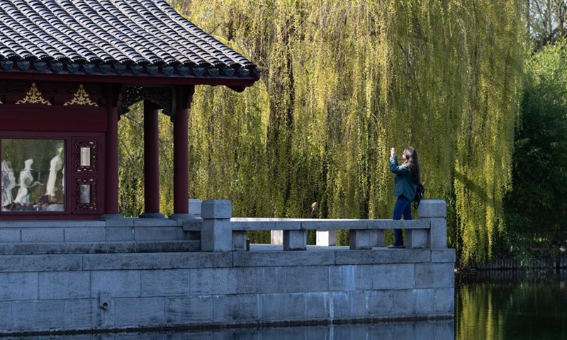 A woman visits the Chinese Garden during the Cherry Blossom Festival at the Gardens of the World in Berlin, Germany, April 11, 2026. Around 25,000 visitors are expected to participate in the 18th Cherry Blossom Festival. (Xinhua/Zhang Haofu)