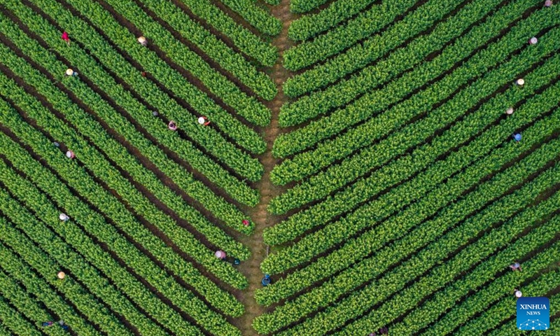 An aerial drone photo taken on April 11, 2026 shows farmers picking tea leaves at a tea garden in Yuyao City of east China's Zhejiang Province. (Photo by Zhang Hui/Xinhua)