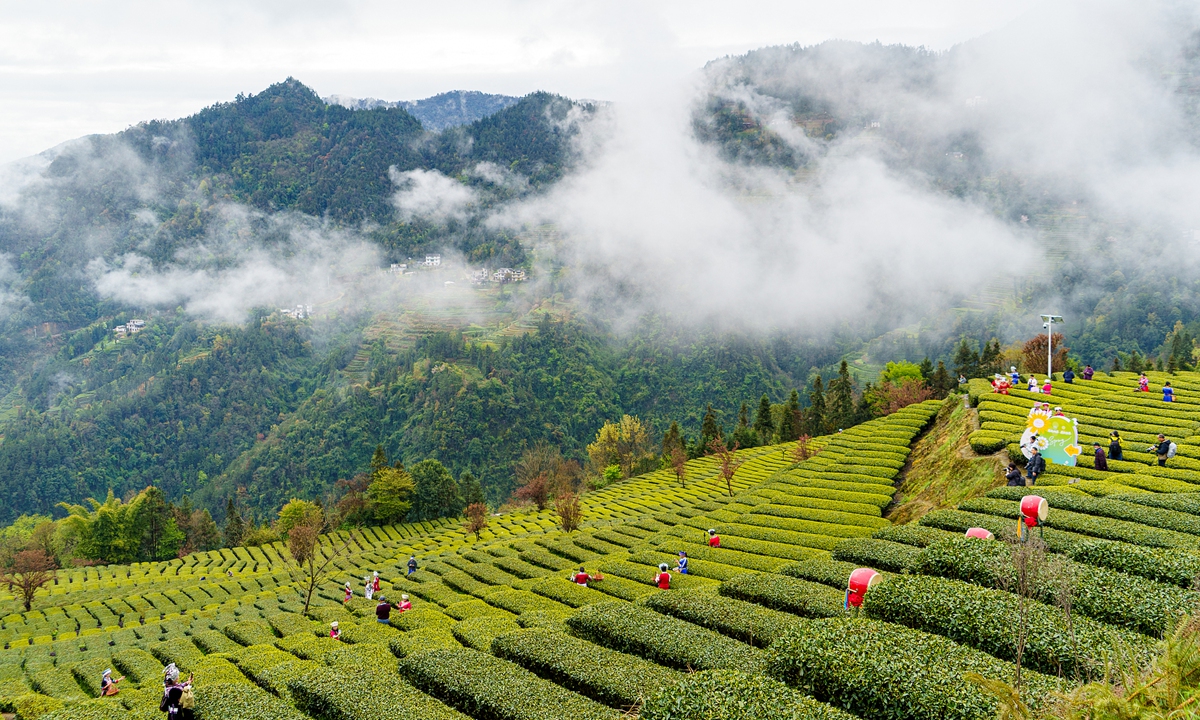 A spring-season tea garden in Hubei Province Photo: VCG 