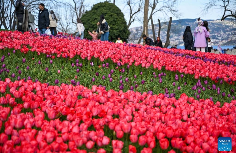 Tourists visit Emirgan Park in Istanbul, Türkiye, on April 11, 2026. The annual Tulip Festival is held here in April. (Xinhua/Liu Lei)
