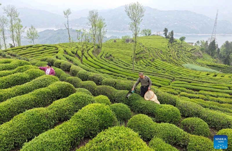 A drone photo taken on April 11, 2026 shows farmers picking tea leaves in a tea garden in Maoping Town, Zigui County, central China's Hubei Province. (Photo by Wang Gang/Xinhua)