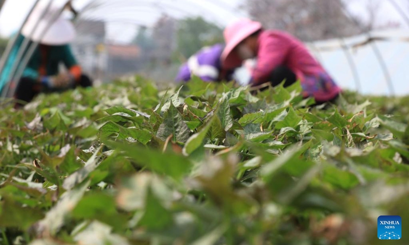 Farmers harvest sweet potato seedlings at a cultivation base in Xiangyun Town, Wenxian County of Jiaozuo City, central China's Henan Province, April 11, 2026. (Photo by Huang Fuxing/Xinhua)