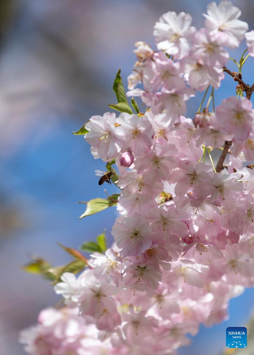 Cherry blossoms are pictured during the Cherry Blossom Festival at the Gardens of the World in Berlin, Germany, April 11, 2026. Around 25,000 visitors are expected to participate in the 18th Cherry Blossom Festival. (Xinhua/Zhang Haofu)