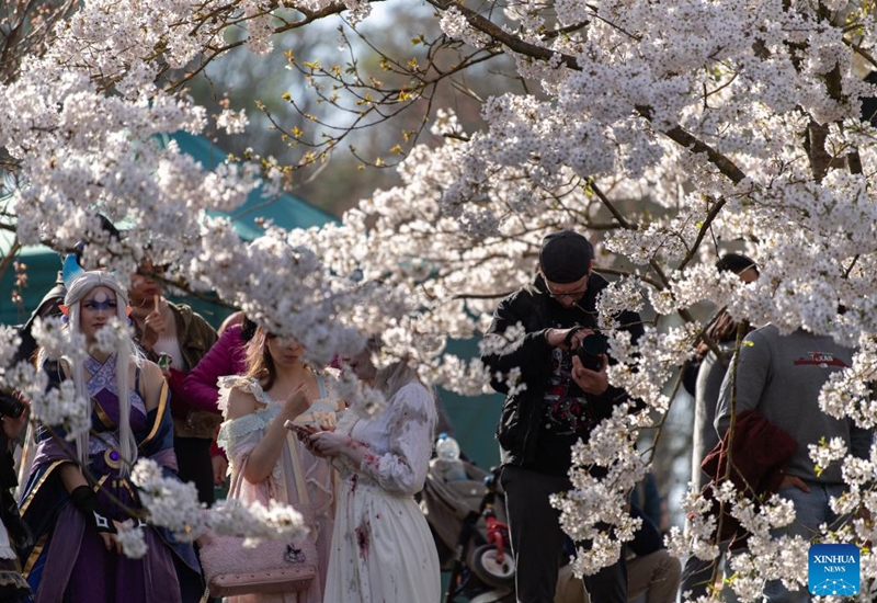 People enjoy themselves under cherry blossoms during the Cherry Blossom Festival at the Gardens of the World in Berlin, Germany, April 11, 2026. Around 25,000 visitors are expected to participate in the 18th Cherry Blossom Festival. (Xinhua/Zhang Haofu)