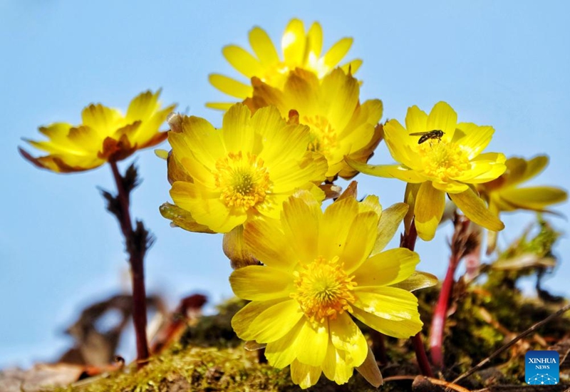 This photo taken on April 12, 2026 shows blooming adonis amurensis in Jiejinkou Hezhe Ethnic Township, Tongjiang City, northeast China's Heilongjiang Province. (Photo by Liu Wanping/Xinhua)