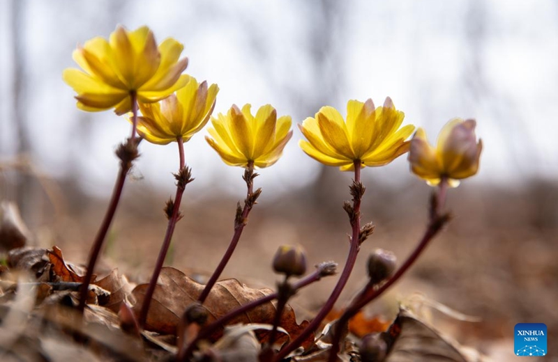 This photo taken on April 12, 2026 shows blooming adonis amurensis in Tangyuan County, Jiamusi City of northeast China's Heilongjiang Province. (Photo by Zhu Zongqiang/Xinhua)