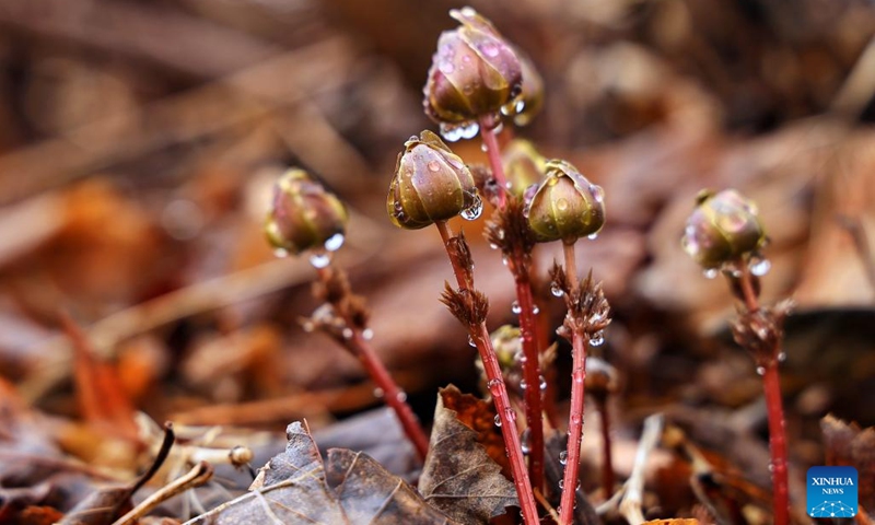 This photo taken on April 11, 2026 shows adonis amurensis in bud in Jiejinkou Hezhe Ethnic Township, Tongjiang City, northeast China's Heilongjiang Province. (Photo by Liu Wanping/Xinhua)