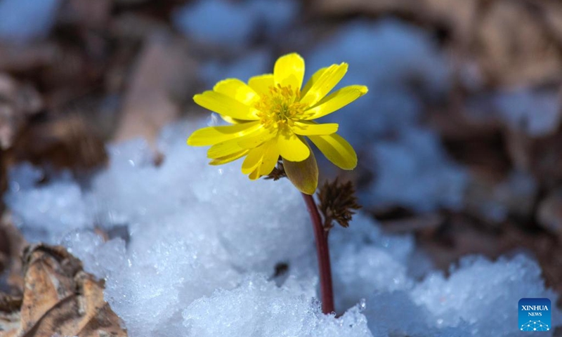 This photo taken on April 10, 2026 shows a blooming adonis amurensis in Jinshan Town of Fujin City, northeast China's Heilongjiang Province. (Photo by Qu Yubao/Xinhua)