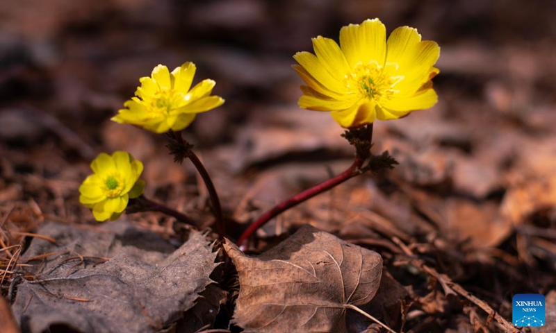 This photo taken on April 12, 2026 shows blooming adonis amurensis at a forest park in Fujin City of northeast China's Heilongjiang Province. (Photo by Qu Yubao/Xinhua)