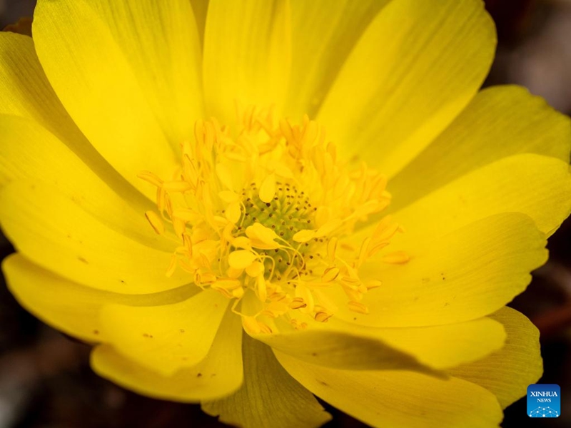 This photo taken on April 12, 2026 shows a blooming adonis amurensis in Tangyuan County, Jiamusi City of northeast China's Heilongjiang Province. (Photo by Zhu Zongqiang/Xinhua)
