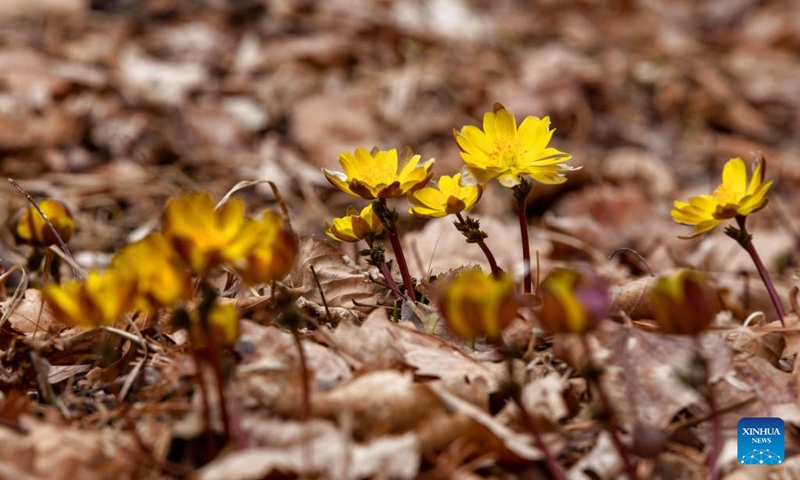 This photo taken on April 12, 2026 shows blooming adonis amurensis in Tangyuan County, Jiamusi City of northeast China's Heilongjiang Province. (Photo by Chen Zhiguo/Xinhua)