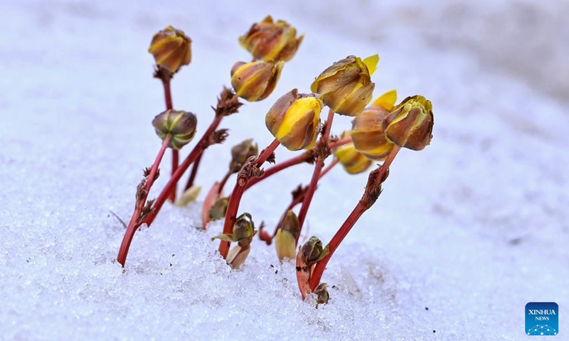 This photo taken on April 11, 2026 shows adonis amurensis in bud in Jiejinkou Hezhe Ethnic Township, Tongjiang City, northeast China's Heilongjiang Province. (Photo by Liu Wanping/Xinhua)