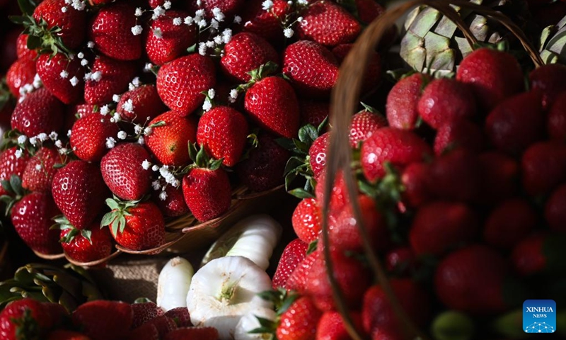 Fresh strawberries are seen during the strawberry festival in Mgarr, Malta, April 12, 2026. Malta held its annual strawberry festival in Mgarr on Sunday. (Photo by Jonathan Borg/Xinhua)