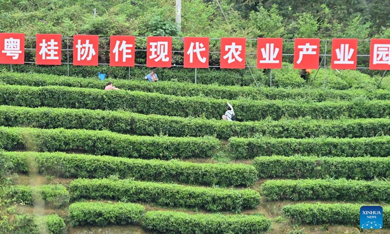 Farmers pick up tea leaves at a tea plantation in Rongshui Miao Autonomous County of Liuzhou City, south China's Guangxi Zhuang Autonomous Region, April 12, 2026. (Xinhua/Huang Xiaobang)