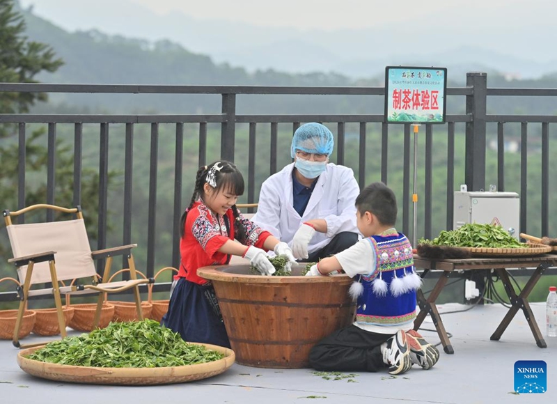 Children learn to make tea at a tea plantation in Rongshui Miao Autonomous County of Liuzhou City, south China's Guangxi Zhuang Autonomous Region, April 12, 2026. (Xinhua/Huang Xiaobang)